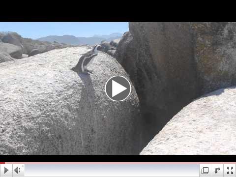 penguin leap of faith (Original)