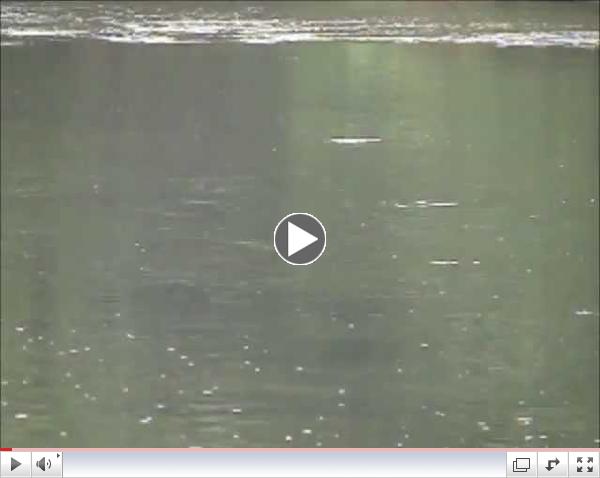 Trout Surface Feeding...Pine's old campground pool...last of June 2013 on the rusty spinner