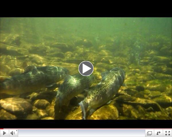 Brown Trout Club Stocking Pine at Slate Run