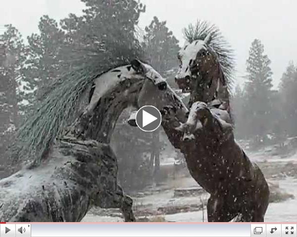 Horse Sculptures