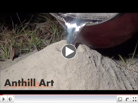 How Anthill Art is Made