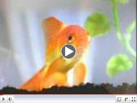 Cat Fish (funny commercial)