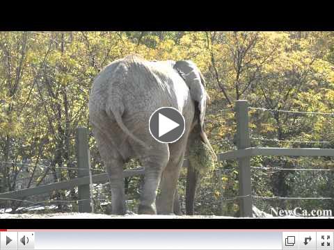 NewCa.com: Toronto Zoo: African Elephants
