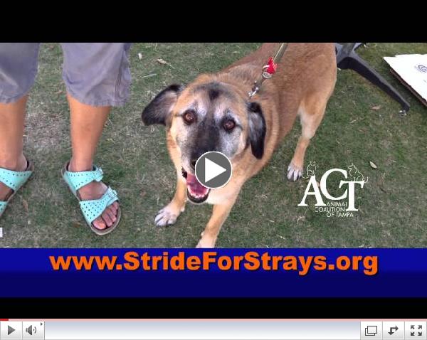 2013 Stride for Strays 30 Second PSA
