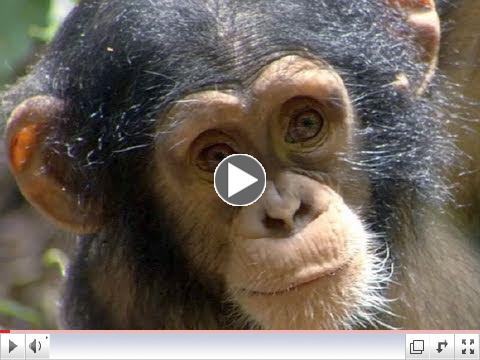 Chimpanzee Movie Trailer Official (HD)
