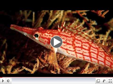 Dancer Fleet Tropic Dancer Palau Micronesia.m4v