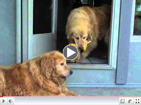 Meet our Adopt A Golden Atlanta July Orphans of the Month - Duke & Dutchess
