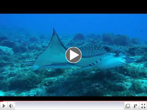 Eagle Ray Tries to Disloge Remora