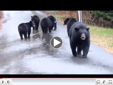Commuting with Morning Edition....and bears!