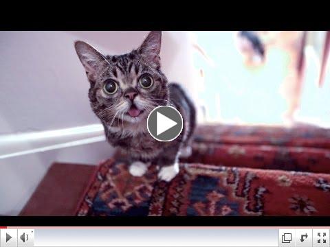 The Story of BUB's Miraculous Recovery as She RACES UP THE STAIRS