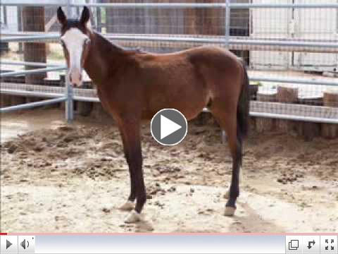 Rescued Horses - Before and After
