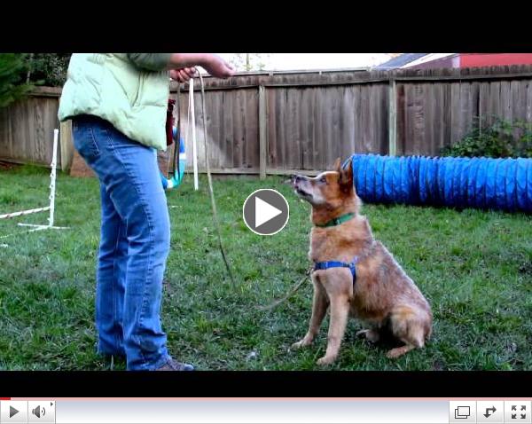 Go ahead, make our day! Adopt us...Courage& Foxy Lady