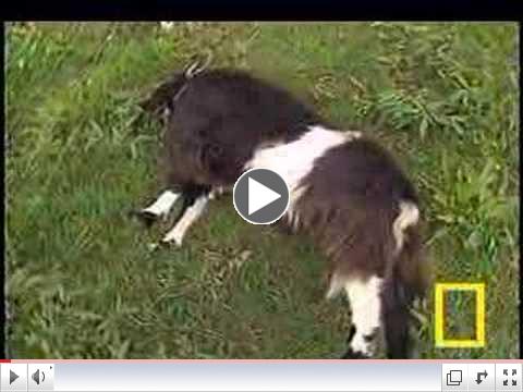 Fainting Goats