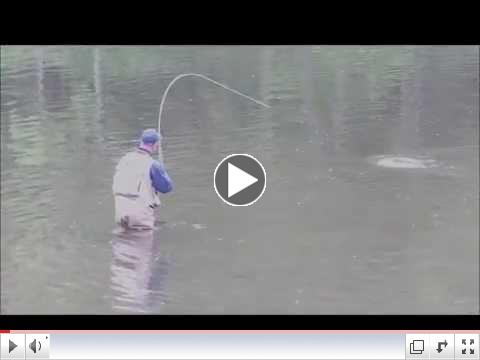 A Pine Creek Angler lands a real nice trout on the Turkey Pool.