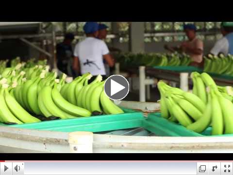 Beyond the Seal: Banana Farmers Fight for Fair Trade Fruit
