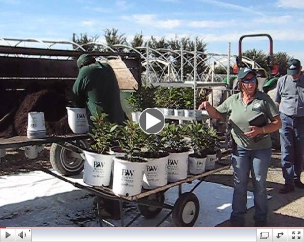 Midwest Groundcovers on Manual Potting