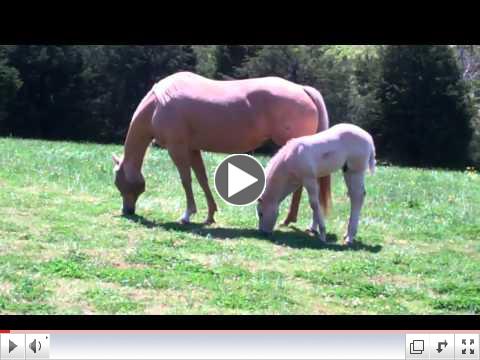 Mountaintop Ranch First 2012 Foal