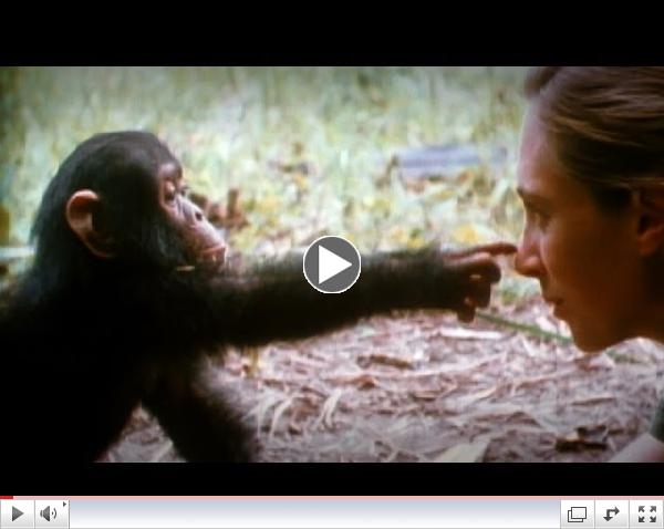 Jane Goodall: A Birthday Tribute