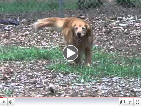 Meet Sunshine, Our August Adopt a Golden Atlanta Orphan of the Month