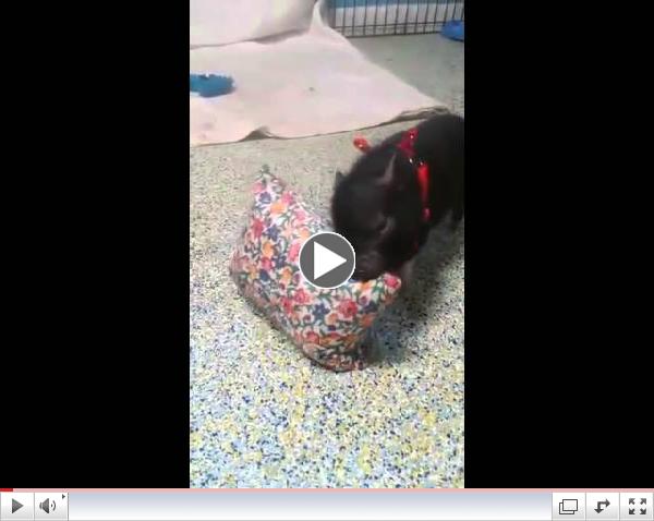 Piggy vs.  Pillow