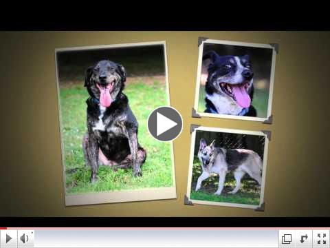 The HSPC Just Dogs Show