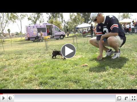 Click to watch the 2012 Pet Adoption in the Park