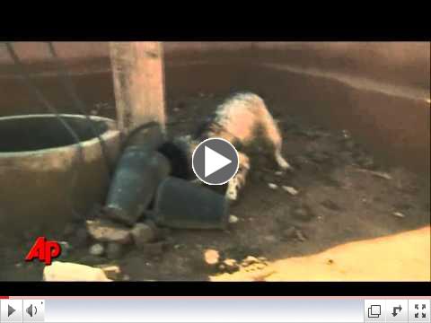 Soldier, Loyal Dog, Make Final Journey Together