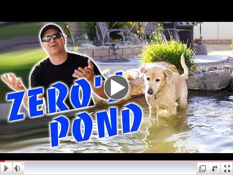 Dog Pond for a Lucky Labrador