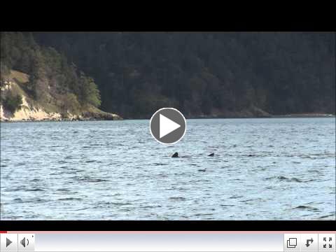 T049As at Swifts Bay, Lopez Island - 4.12.15