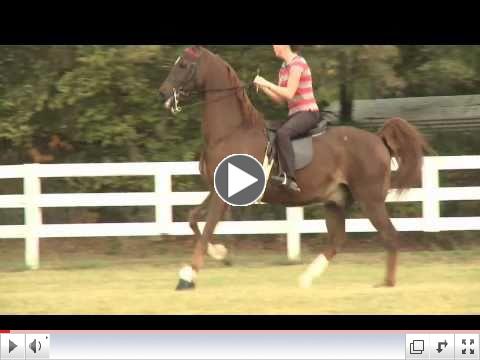 Show Horse for sale - CH Haden Fox