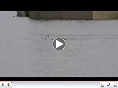 Tory Island dog swimming with dolphin