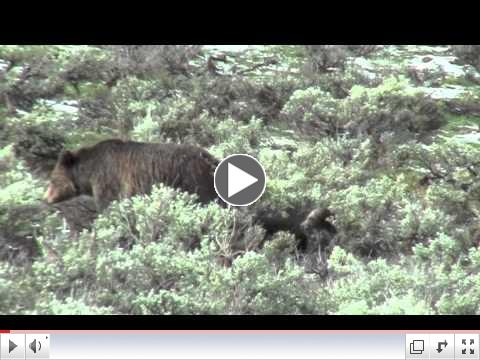 Grizzly #610 and Her Cubs