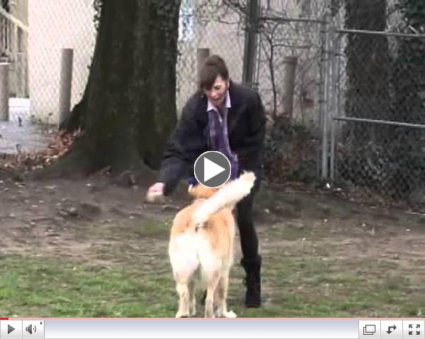 Meet Our Adopt A Golden Atlanta January 2013 Orphan of the Month, Abby CT