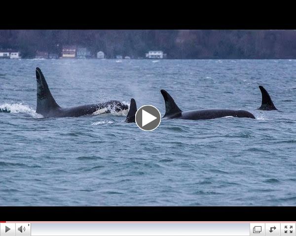 Southern Resident Killer Whales: The Edge of Forever (HD)