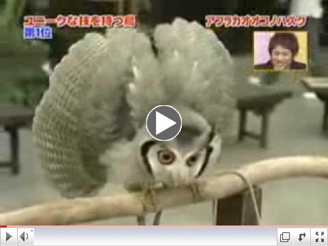 Transformer Owl Original - Amazing video!!