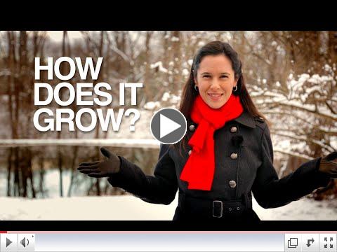 How Does It Grow?