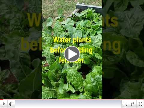 Green Thumb at 60 - Video #8 - Garden Watering 1 view