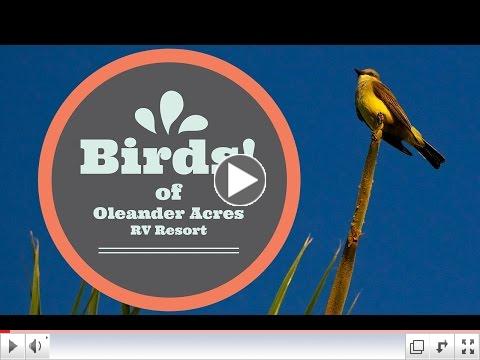 Birds of Oleander Acres RV Resort 