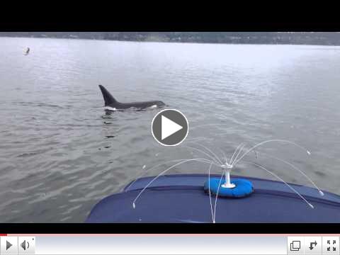 Orca encounter in Carr Inlet