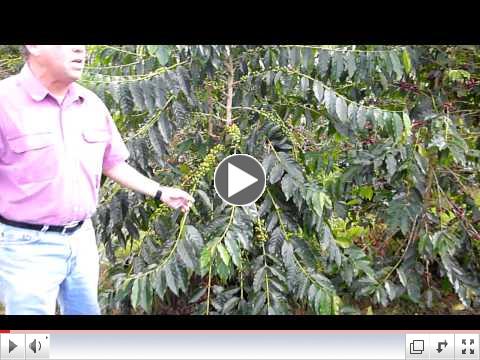 John Parry Explains about he's plantation