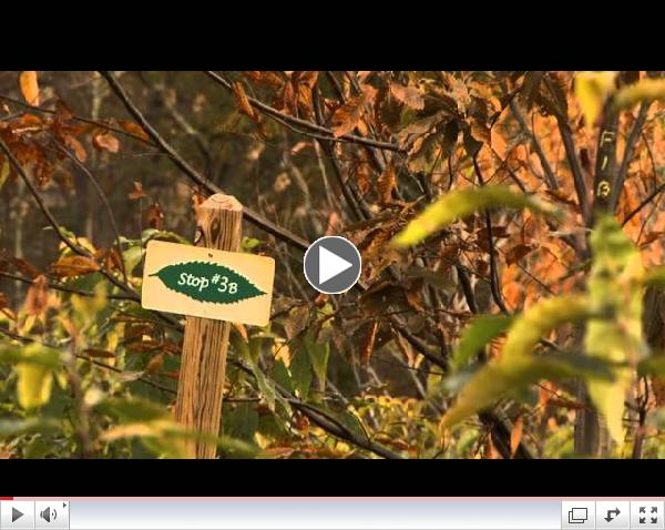 American Chestnut Foundation - Asheville, NC