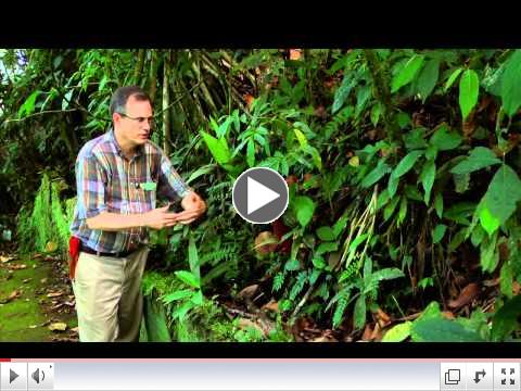 Fern Hybrids: Adiantum (Maidenhair) Example (with Robbin C. Moran)