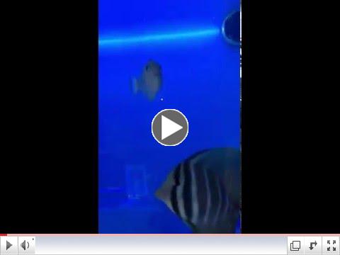 UPDATED VIDEO OF FISH