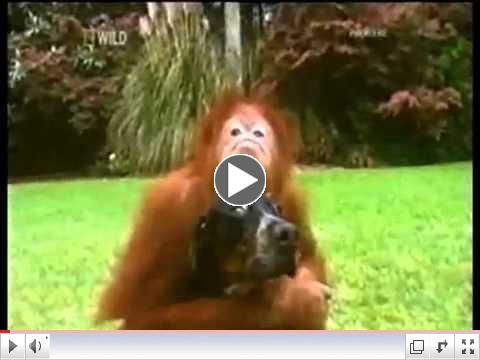 Bestest Buddies: Orangutan and Hound Dog (must see!)