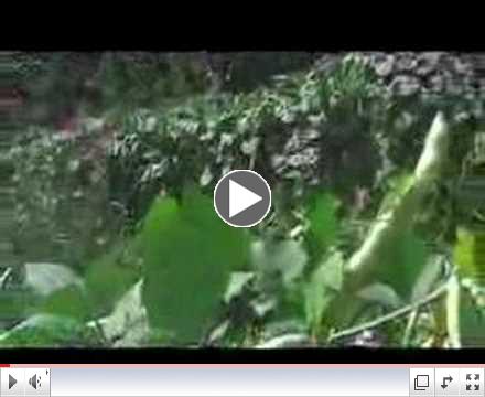 Cover Crops and Compost Crops IN Your Garden