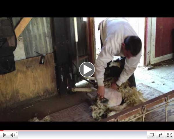 Shearing Miller