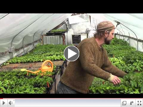 An Urban Farm: Voss Organics