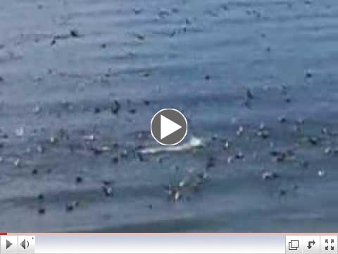 PELICAN FEEDING FRENZY PUERTO PENASCO MEXICO