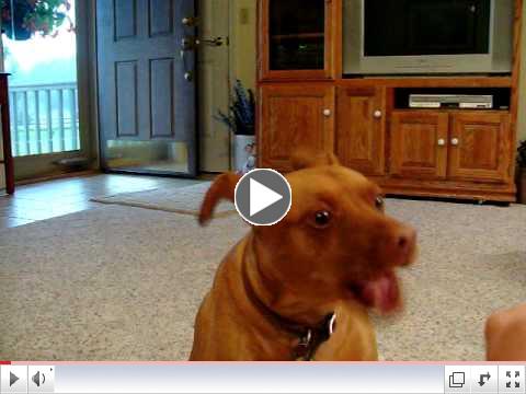 No Treats From Obama