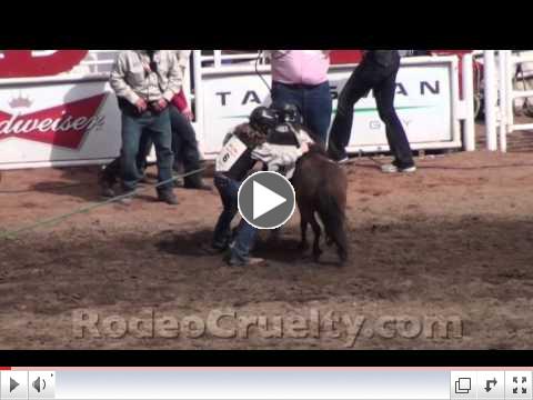 Calgary Stampede Pony Abuse